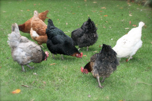 Seven chickens looking for worms in the grass